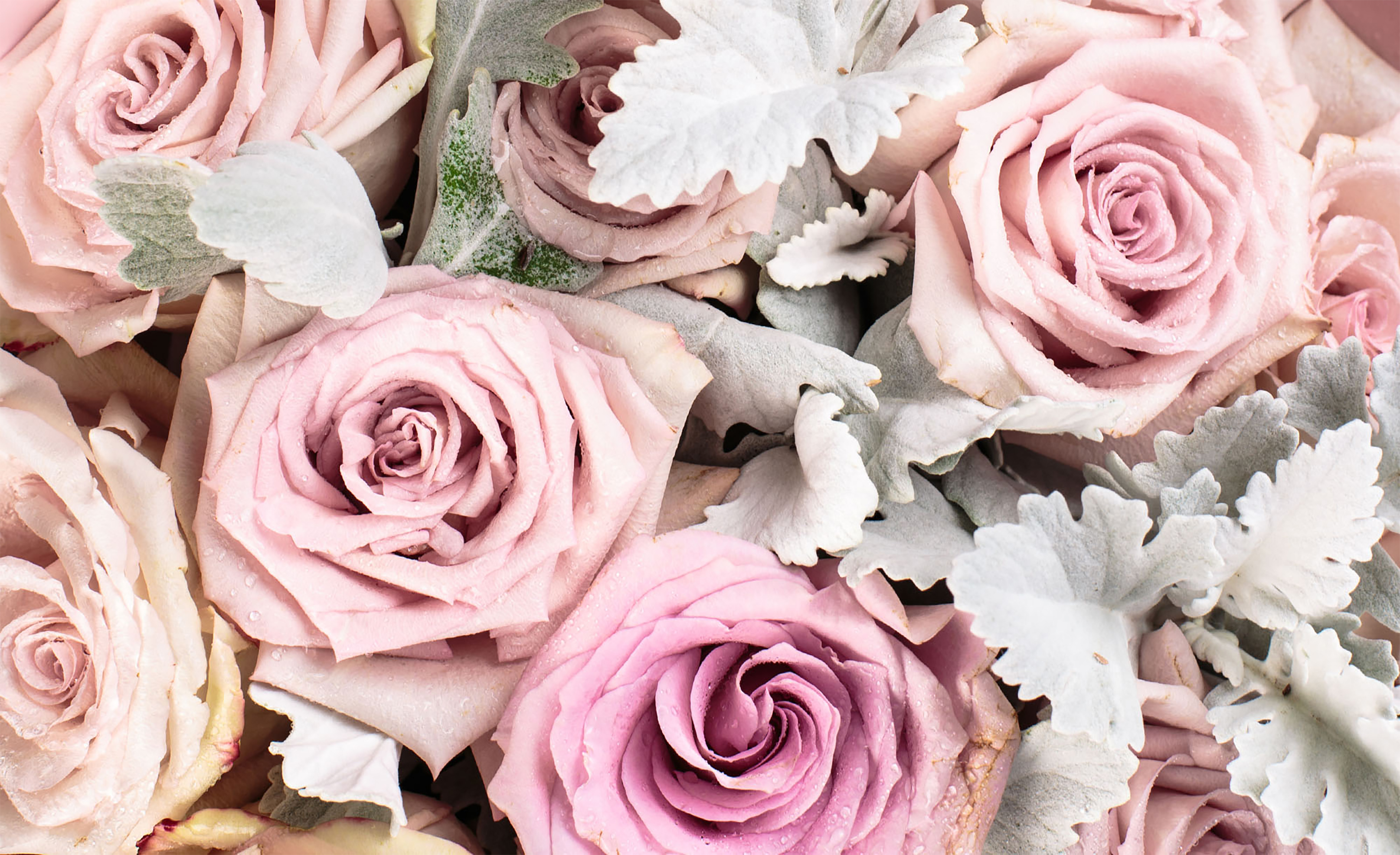Stems of Burnside Florist in Rutherglen 0141 643 0240